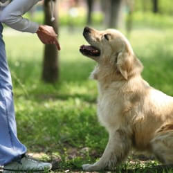 remplacement elevage canin